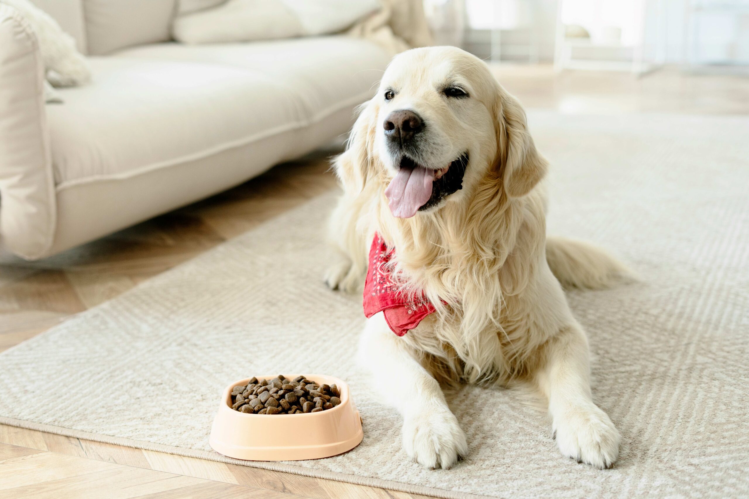 Bild von einem Golden Retriever Hund welcher auf dem Teppich liegt um gesundes Hundefutter zu essen